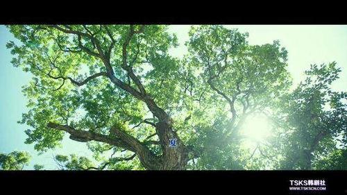 小森林在線觀看免費,免費在線觀看,感受田園生活的詩意與溫暖 第1張 小森林在線觀看免費,免費在線觀看,感受田園生活的詩意與溫暖 第1張