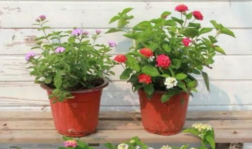 原神地鐵爆料視頻大全最新,揭秘游戲新內(nèi)容與精彩瞬間 第2張 原神地鐵爆料視頻大全最新,揭秘游戲新內(nèi)容與精彩瞬間 第2張