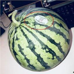 又吃瓜又唱歌的網(wǎng)紅,揭秘又吃瓜又唱歌的網(wǎng)紅魅力 第2張 又吃瓜又唱歌的網(wǎng)紅,揭秘又吃瓜又唱歌的網(wǎng)紅魅力 第2張