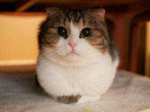 娛樂圈吃瓜貓是誰啊圖片,揭秘網(wǎng)絡紅人的真實身份 第3張 娛樂圈吃瓜貓是誰啊圖片,揭秘網(wǎng)絡紅人的真實身份 第3張