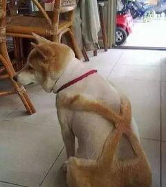 狗狗最新爆料文案搞笑句子,笑料橫生的爆料瞬間