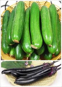 黃瓜農藥爆料方法視頻教程,輕松掌握安全食用技巧 第3張 黃瓜農藥爆料方法視頻教程,輕松掌握安全食用技巧 第3張