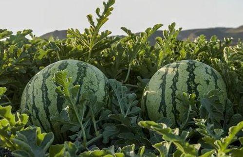 廣西吃瓜網紅,揭秘當地美食風潮背后的故事  第2張