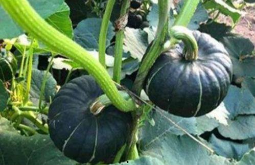 吃大瓜的網(wǎng)紅,揭秘娛樂(lè)圈幕后真相  第3張