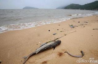 連云港海邊爆料案件最新,真相漸浮水面，警方全力追查！
