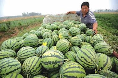 青島吃瓜網(wǎng)紅事件,一場網(wǎng)絡(luò)輿論的風(fēng)暴與反思  第2張