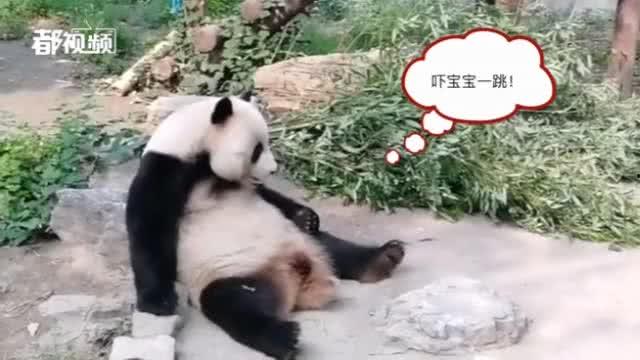 今日動物爆料最新消息,揭秘神秘生物新發現  第1張