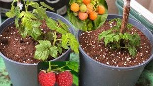 樹莓最新爆料視頻,揭秘神秘功能與驚艷外觀  第2張