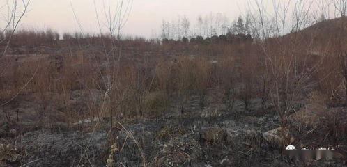 獅子山爆料視頻最新,最新熱點(diǎn)事件深度解析  第2張