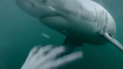 娛樂吃瓜醬鯊魚視頻,揭秘鯊魚視頻背后的秘密與趣味  第3張