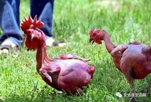 叫了只雞最新爆料視頻,揭秘視頻背后的驚人真相！  第1張