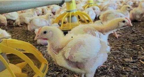 叫了只雞最新爆料視頻,揭秘視頻背后的驚人真相！  第2張