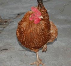 叫了只雞最新爆料視頻,揭秘視頻背后的驚人真相！  第3張