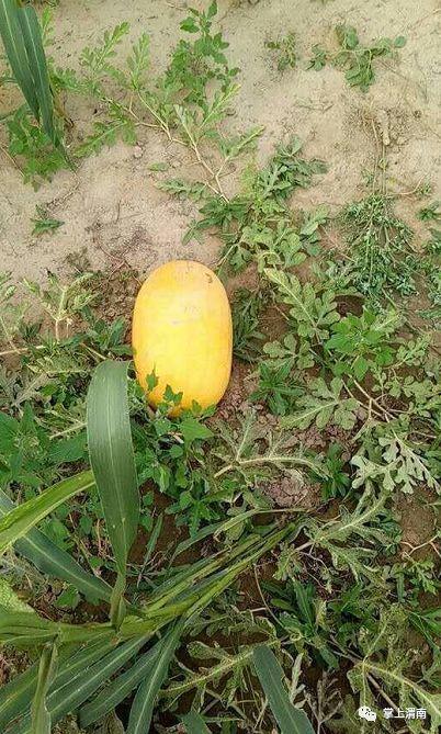 52吃瓜爆料免費吃瓜視頻,免費暢享熱門吃瓜視頻盛宴  第3張