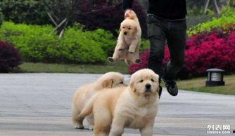 黃狗水池爆料視頻播放,揭秘驚人真相  第2張