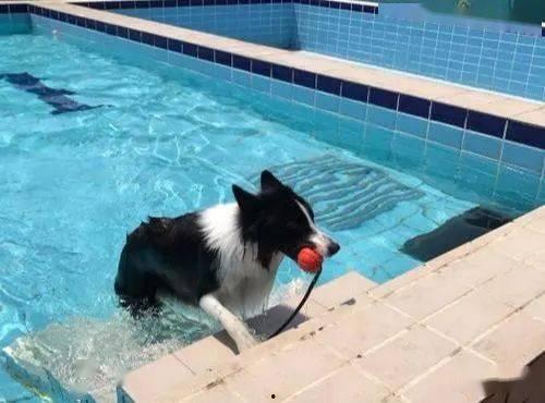 黃狗水池爆料視頻播放,揭秘驚人真相  第3張