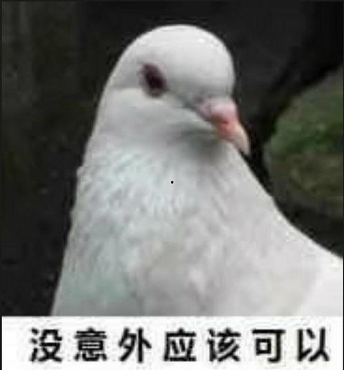 網紅吃瓜鴿子圖片大全,趣味瞬間大盤點