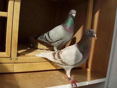 網(wǎng)紅吃瓜鴿子圖片大全,趣味瞬間大盤點(diǎn)  第2張