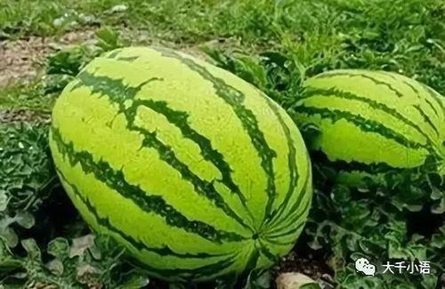 新疆網紅吃瓜視頻大全集,趣味橫生的美食之旅  第2張