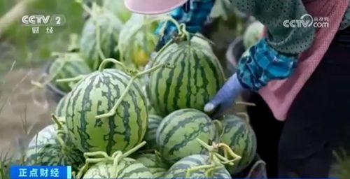 新疆網紅吃瓜視頻大全集,趣味橫生的美食之旅  第3張